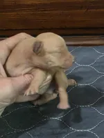 Ruby, a female Miniature Pinscher for sale in Franklin, GA – Photo 2 of 6