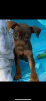 Rusty, a male Miniature Pinscher for sale in Franklin, GA – Photo 7 of 10