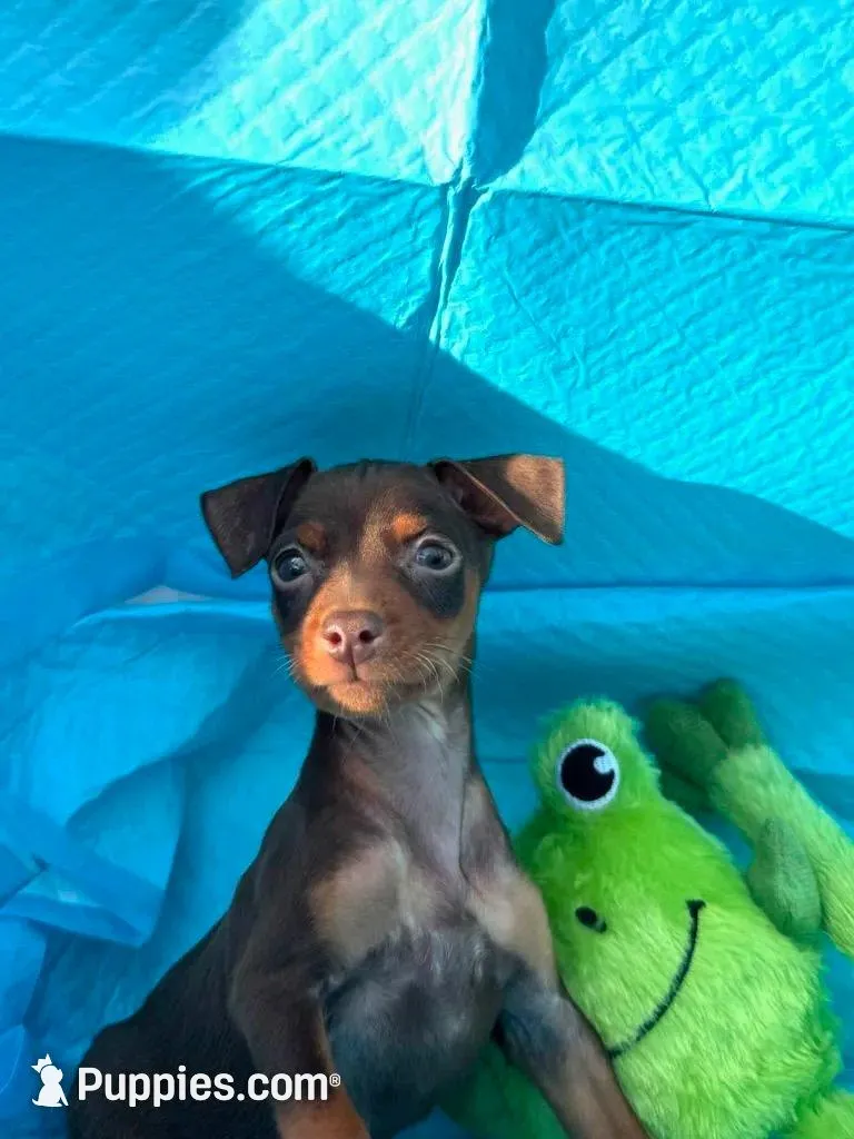 Rusty, a male Miniature Pinscher for sale in Franklin, GA – 8 of 10