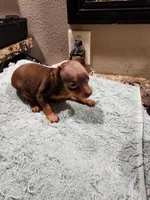 Harley, a male Miniature Pinscher for sale in Franklin, GA – Photo 1 of 6