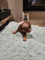 Harley, a male Miniature Pinscher for sale in Franklin, GA – Photo 6 of 6