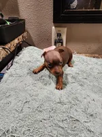 Harley, a male Miniature Pinscher for sale in Franklin, GA – Photo 4 of 6