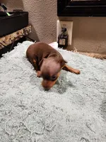 Harley, a male Miniature Pinscher for sale in Franklin, GA – Photo 2 of 6