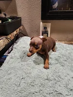 Harley, a male Miniature Pinscher for sale in Franklin, GA – Photo 3 of 6