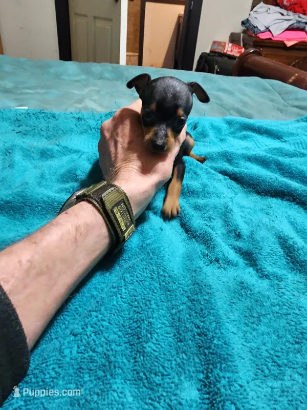 Harley/Christmas Pups