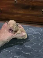 Lucy, a female Miniature Pinscher for sale in Franklin, GA – Photo 6 of 6