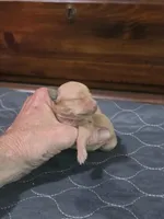 Lucy, a female Miniature Pinscher for sale in Franklin, GA – Photo 4 of 6