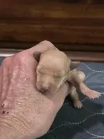 Lucy, a female Miniature Pinscher for sale in Franklin, GA – Photo 2 of 6