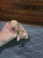 Lucy, a female Miniature Pinscher for sale in Franklin, GA – Photo 3 of 6