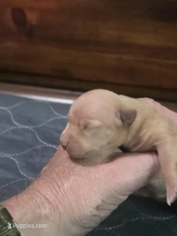 Lucy – Miniature Pinscher puppy for sale in Franklin, GA