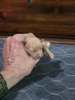 Lucy, a female Miniature Pinscher for sale in Franklin, GA – Photo 5 of 6