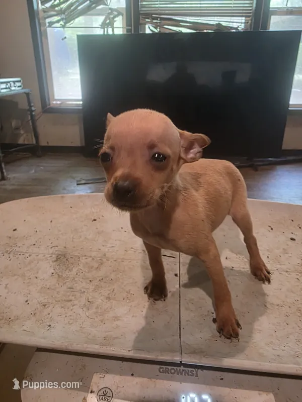 Ruby – Miniature Pinscher puppy for sale in Franklin, GA