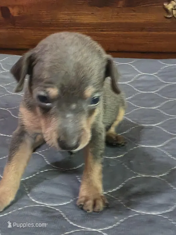 Rebel Blu – Miniature Pinscher puppy for sale in Franklin, GA