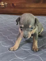 Rebel Blu, a male Miniature Pinscher for sale in Franklin, GA – Photo 2 of 7