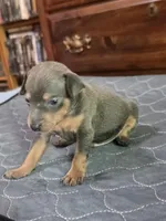 Rebel Blu, a male Miniature Pinscher for sale in Franklin, GA – Photo 3 of 7