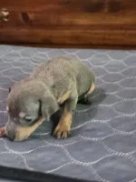 Rebel Blu, a male Miniature Pinscher for sale in Franklin, GA – Photo 7 of 7