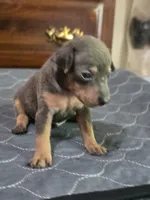 Rebel Blu, a male Miniature Pinscher for sale in Franklin, GA – Photo 4 of 7