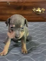 Rebel Blu, a male Miniature Pinscher for sale in Franklin, GA – Photo 5 of 7