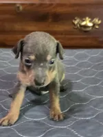 Rebel Blu, a male Miniature Pinscher for sale in Franklin, GA – Photo 6 of 7