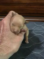 Reba, a female Miniature Pinscher for sale in Franklin, GA – Photo 4 of 6