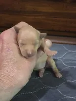 Reba, a female Miniature Pinscher for sale in Franklin, GA – Photo 6 of 6