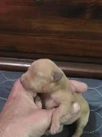 Reba, a female Miniature Pinscher for sale in Franklin, GA – Photo 2 of 6