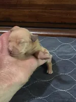 Reba, a female Miniature Pinscher for sale in Franklin, GA – Photo 5 of 6