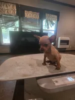 Ruby, a female Miniature Pinscher for sale in Franklin, GA – 4 of 6