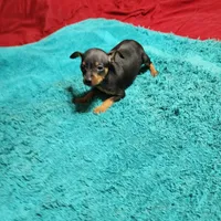 Rambo/Christmas Pups, a male Miniature Pinscher for sale in Franklin, GA – Photo 8 of 9