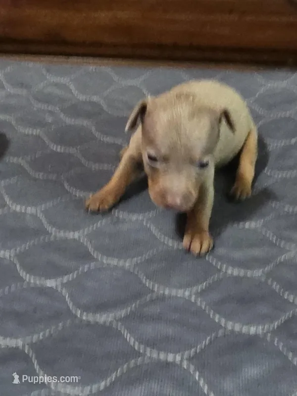 Blu Phantom – Miniature Pinscher puppy for sale in Franklin, GA