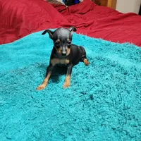 Rambo/Christmas Pups, a male Miniature Pinscher for sale in Franklin, GA – Photo 7 of 9
