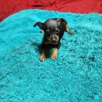 Rambo/Christmas Pups, a male Miniature Pinscher for sale in Franklin, GA – Photo 3 of 9