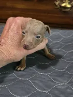Blu Phantom, a male Miniature Pinscher for sale in Franklin, GA – 9 of 10