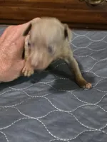 Blu Phantom, a male Miniature Pinscher for sale in Franklin, GA – 3 of 10