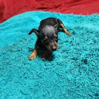 Rambo/Christmas Pups, a male Miniature Pinscher for sale in Franklin, GA – Photo 4 of 9