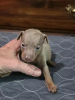 Blu Phantom, a male Miniature Pinscher for sale in Franklin, GA – 8 of 10