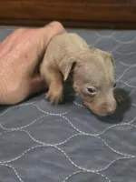 Blu Phantom, a male Miniature Pinscher for sale in Franklin, GA – 2 of 10