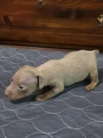 Blu Phantom, a male Miniature Pinscher for sale in Franklin, GA – 10 of 10