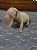 Blu Phantom, a male Miniature Pinscher for sale in Franklin, GA – 5 of 10