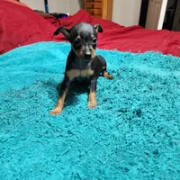 Rambo/Christmas Pups, a male Miniature Pinscher for sale in Franklin, GA – Photo 6 of 9