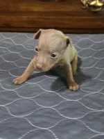 Blu Phantom, a male Miniature Pinscher for sale in Franklin, GA – 6 of 10