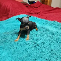 Rambo/Christmas Pups, a male Miniature Pinscher for sale in Franklin, GA – Photo 9 of 9
