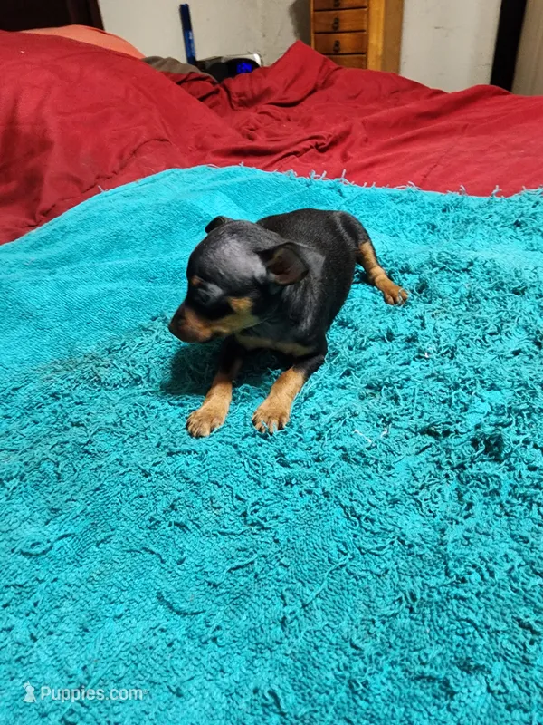 Rambo/Christmas Pups