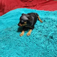 Rambo/Christmas Pups, a male Miniature Pinscher for sale in Franklin, GA – Photo 1 of 9