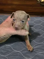 Blu Phantom, a male Miniature Pinscher for sale in Franklin, GA – 7 of 10