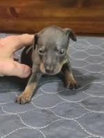 Blu Ghost, a male Miniature Pinscher for sale in Franklin, GA – 3 of 8