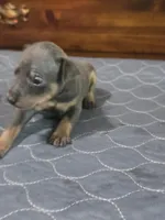 Blu Ghost, a male Miniature Pinscher for sale in Franklin, GA – 7 of 8