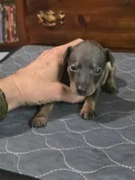 Blu Ghost, a male Miniature Pinscher for sale in Franklin, GA – 8 of 8
