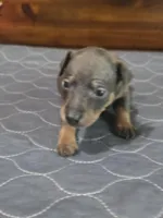 Blu Ghost, a male Miniature Pinscher for sale in Franklin, GA – 6 of 8