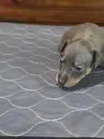 Blu Ghost, a male Miniature Pinscher for sale in Franklin, GA – 2 of 8
